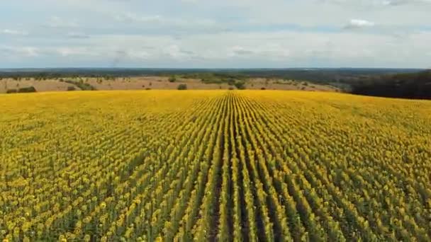 Antenna drone véve a napraforgók Field. A napraforgók sora egy dombon — Stock videók