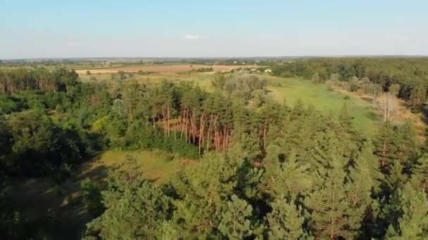 Pineta, veduta aerea con drone. Vista dall'alto nel parco di legno di pino sugli alberi della foresta . — Video Stock