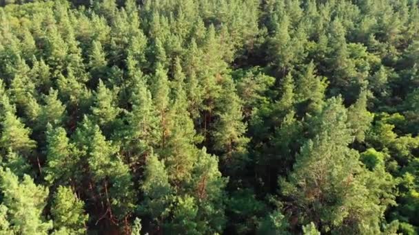 Pine forest, aerial view with drone. Top view in pine wood park on forest trees. — Stock Video