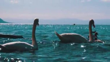 Büyük Beyaz Kuğu ve Ördekler Mavi Su ile Clear Mountain Gölü'nde yüzmek. İsviçre