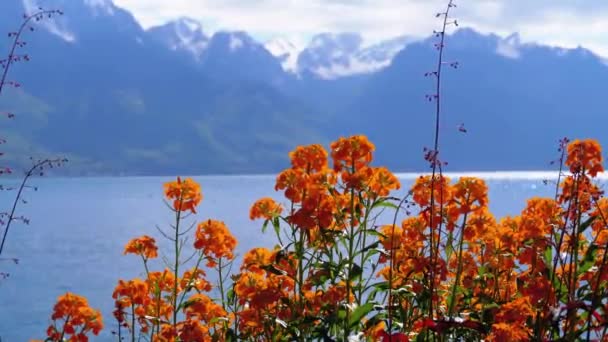 Bloemen tegen Alpenbergen en Meer van Genève op dijk in Montreux. Zwitserland — Stockvideo