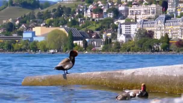 Качка стоїть на безводний, в синьому озері Женева. Швейцарія, набережна Монтре — стокове відео