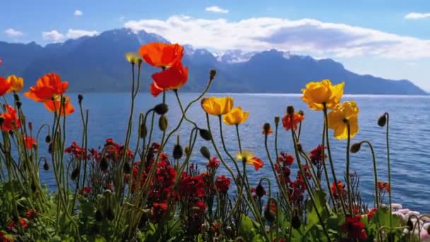 Papoulas coloridas contra as montanhas alpinas e o Lago de Genebra, na Suíça. Embankment em Montreux . — Vídeo de Stock