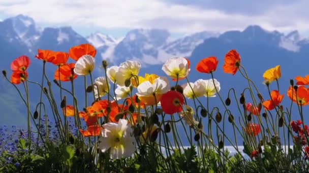 Colorful Poppies against Alpine Mountains and Lake Geneva in Switzerland. Embankment in Montreux. — Stock Video