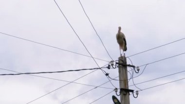 Yalnız Leylek Bir Gökyüzü Arka Plan Üzerinde Yüksek Gerilim Elektrik Hatları Sütunu Üzerinde Duruyor.