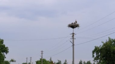 Leylek ailesi, Gökyüzü Arka Planında Yüksek Gerilim Elektrik Hatları sütunu üzerindeki Yuvada Oturuyor