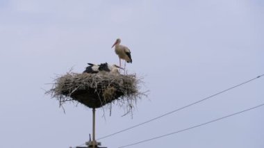 Leylek ailesi, Gökyüzü Arka Planında Yüksek Gerilim Elektrik Hatları sütunu üzerindeki Yuvada Oturuyor