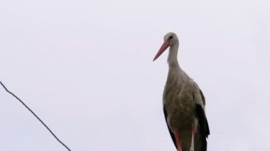 Yalnız Leylek Bir Gökyüzü Arka Plan Üzerinde Yüksek Gerilim Elektrik Hatları Sütunu Üzerinde Duruyor.