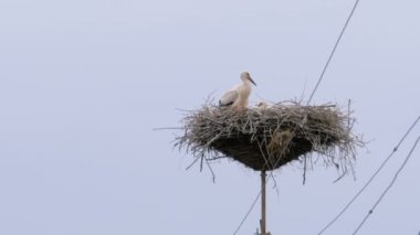 Leylek ailesi, Gökyüzü Arka Planında Yüksek Gerilim Elektrik Hatları sütunu üzerindeki Yuvada Oturuyor