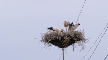 Leylek ailesi, Gökyüzü Arka Planında Yüksek Gerilim Elektrik Hatları sütunu üzerindeki Yuvada Oturuyor