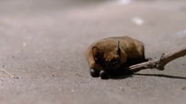 Kahverengi Sevimli Yarasa Yerde Yatıyor. Yaz günü. Zayıflamış yarasa.