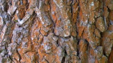 Karıncalar Bir Ağaç Gövdesi üzerinde Kabuğu boyunca Tarama