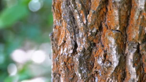 Formigas rastejam ao longo da casca em um tronco de árvore — Vídeo de Stock