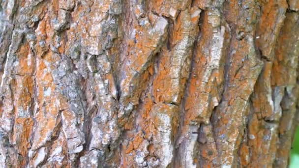 Formiche strisciano lungo la corteccia su un tronco d'albero — Video Stock