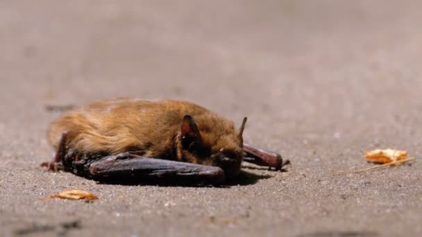 Bruin schattig vleermuis liggend op de grond. Zomerdag. Verzwakte vleermuis. — Stockvideo