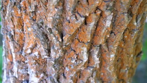 Las hormigas se arrastran por la corteza en un tronco de árbol — Vídeos de Stock