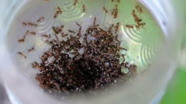 Bunch of Ants Crawl One over One. Lot of Black Ants Inside a Plastic Bottle — Stock Video