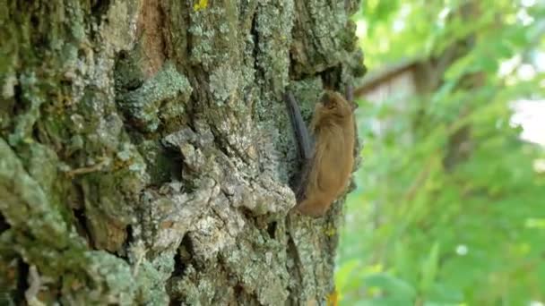 Bat Scrambles up the Bark of a Tree during the Summer Day. Movimento lento — Vídeo de Stock
