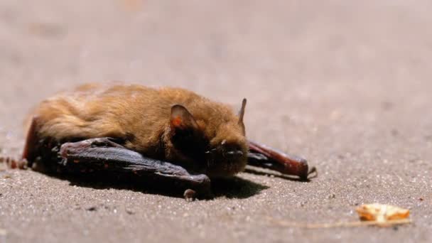 Bruin schattig vleermuis liggend op de grond. Zomerdag. Verzwakte vleermuis. — Stockvideo