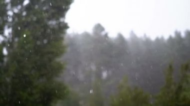 Yağmur Damlaları Yeşil Orman'ın arka planında düşüyor. Yavaş Çekim