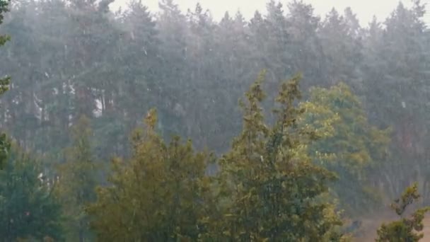 Tormenta en el Bosque Verde. A cámara lenta. Gotas de lluvia cayendo sobre las hojas de los árboles . — Vídeos de Stock