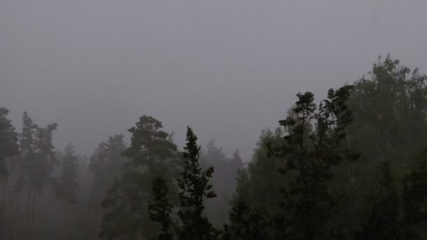 緑の森の稲妻と暴風雨。スローモーション。雨滴の落下. — ストック動画