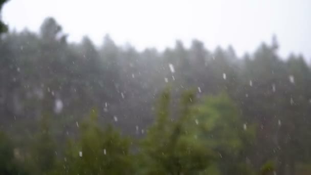 녹색 숲을 배경으로 떨어지는 비 방울. 슬로우 모션 — 비디오