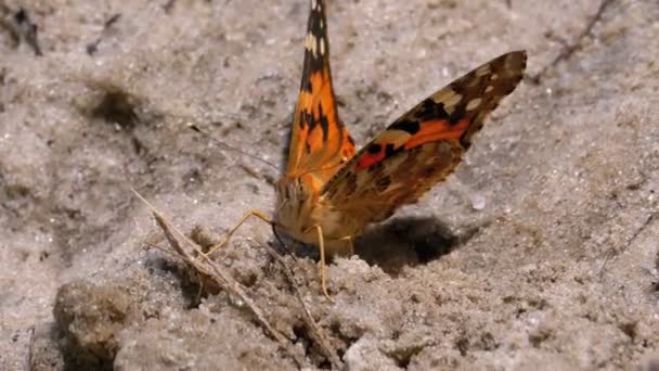 Vacker fjäril med orange vingar sitter i sanden på stranden — Stockvideo