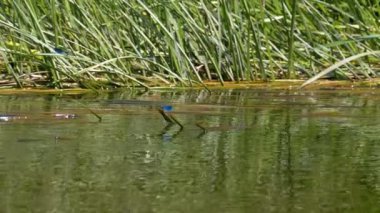 Mavi Kanatlı Yusufçuk Nehrin Arkasında Bir Dalda Oturuyor