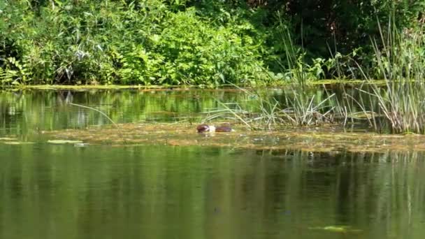 Plastikowa butelka pływająca w rzece wśród roślin wodnych. — Wideo stockowe