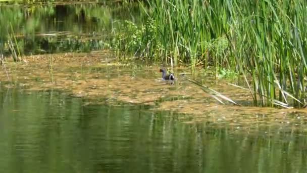 O pato cinzento nada em uma planta aquática no rio. Verão dia ensolarado. — Vídeo de Stock