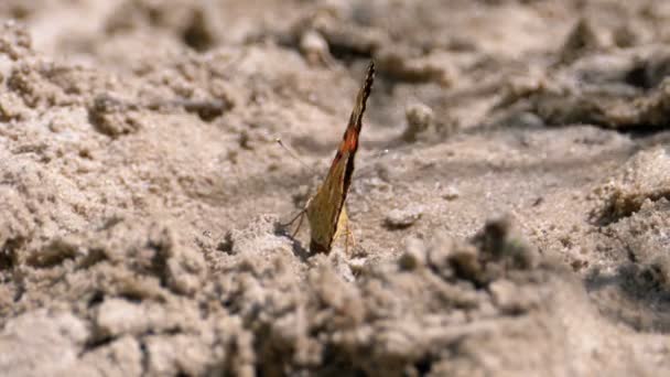 Mooie vlinder met oranje vleugels zit in het zand op het strand — Stockvideo