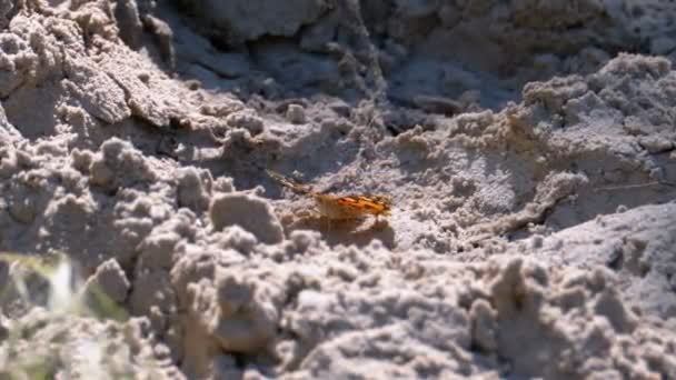 Vacker fjäril med orange vingar sitter i sanden på stranden — Stockvideo