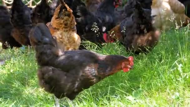 Kudde kippen grazen in de weide. Kippen boerderij — Stockvideo