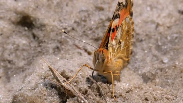 Vacker fjäril med orange vingar sitter i sanden på stranden — Stockvideo