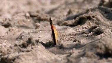 Turuncu Kanatlı Güzel Kelebek kumsalda oturuyor