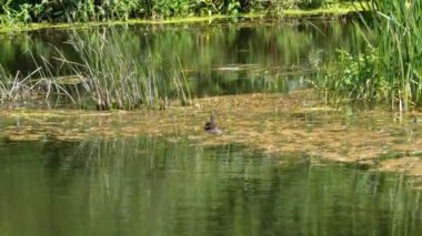 Gri Ördek nehirdeki su tesislerinde yüzer. Yaz güneşli bir gün.