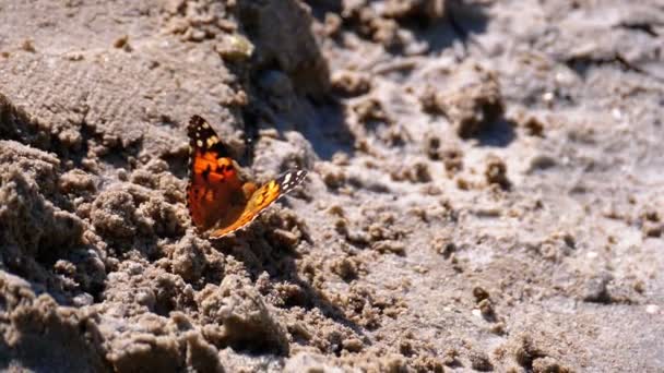 Vacker fjäril med orange vingar sitter i sanden på stranden — Stockvideo