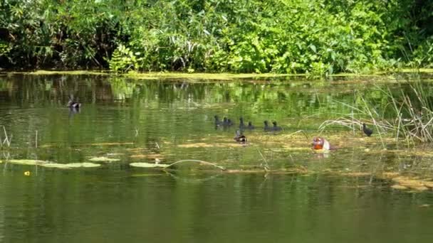 Famille de canards flottant sur la rivière près d'une bouteille en plastique . — Video