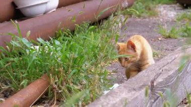 Evsiz Vahşi Kırmızı Kitten Çöp Üzerinde Back Yard bir Çöp lük te otur.