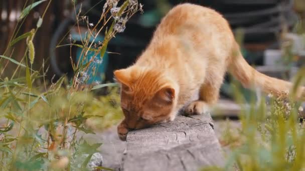Evsiz Wild Red Kitten Çöp Üzerinde Back Yard bir Çöp lük te oynuyor — Stok video