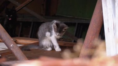 Evsiz Gri, White Wild Kitten Lick ile çöplükte. Çöpte 3-4 Aylık Kedi Yavruları