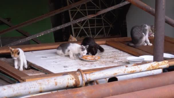 Pequenos Gatos Sem Abrigo ou Gatinhos Selvagens Comendo Carne na Rua em aterro — Vídeo de Stock