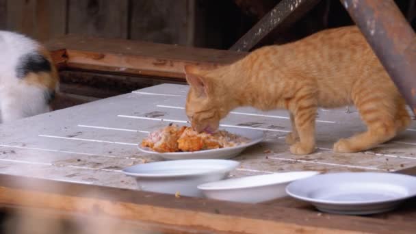 Bezdomny dziki czerwony Kitten jedzenia mięsa na ulicy na składowisko. Karmienie zwierząt bezpańskich — Wideo stockowe