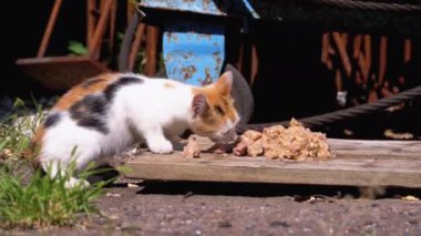 Evsiz Wild Tricolor Kitten Çöplük sokakta Et yeme. Sokak Hayvanlarının Beslenmesi