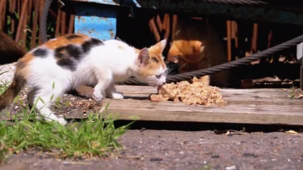 Homeless Wild Tricolor Kitten Comer carne en la calle en el vertedero. Alimentación de animales callejeros — Vídeo de stock