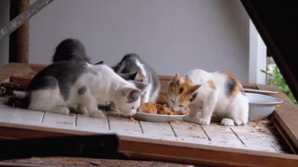 Pequeños gatos sin hogar o gatitos salvajes comiendo carne en la calle en el vertedero — Vídeos de Stock