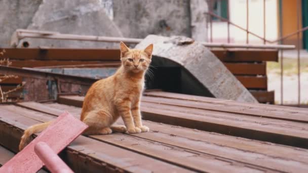 ホームレスの野生の赤い子猫は、ゴミ箱の裏庭の埋立地に座ります. — ストック動画