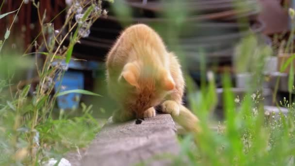 Dakloze wilde rode kitten spelen op een stortplaats in de achtertuin op de Prullenbak — Stockvideo