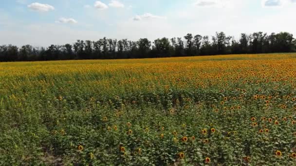 Luchtfoto drone weergave van zonnebloemen veld. Rijen zonnebloemen op een heuvel — Stockvideo